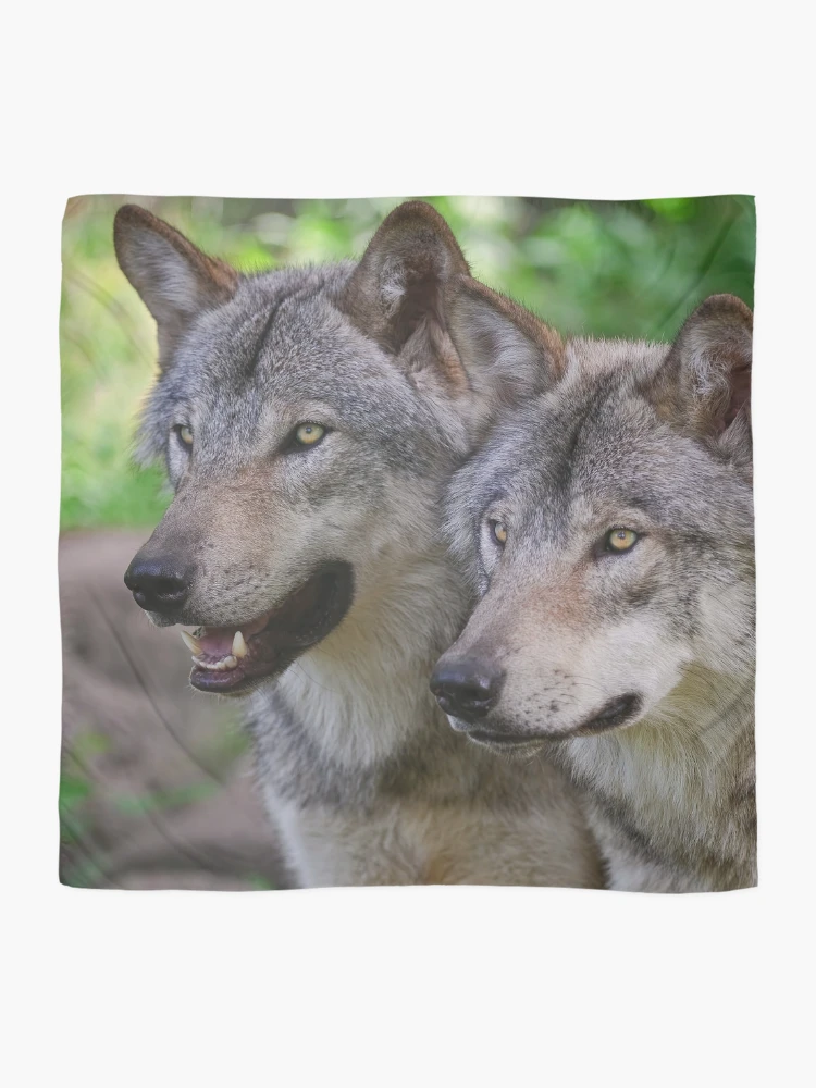Thumbnail 2 of 3, Scarf, Timber Wolves designed and sold by WolvesOnly.