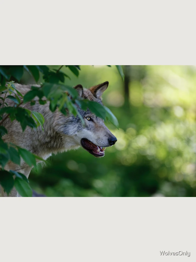 Thumbnail 6 von 6, Premium Oversized Pullover, Timber Wolf designt und verkauft von WolvesOnly.