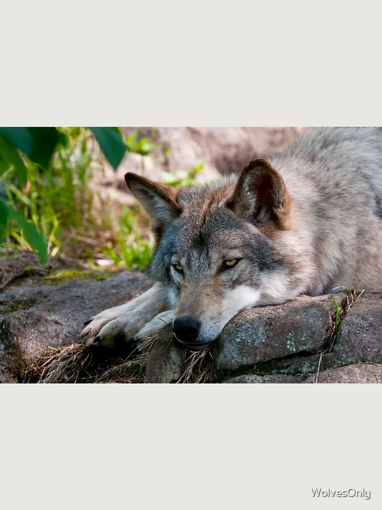 Thumbnail 6 von 6, Premium Oversized Pullover, Timber Wolf designt und verkauft von WolvesOnly.