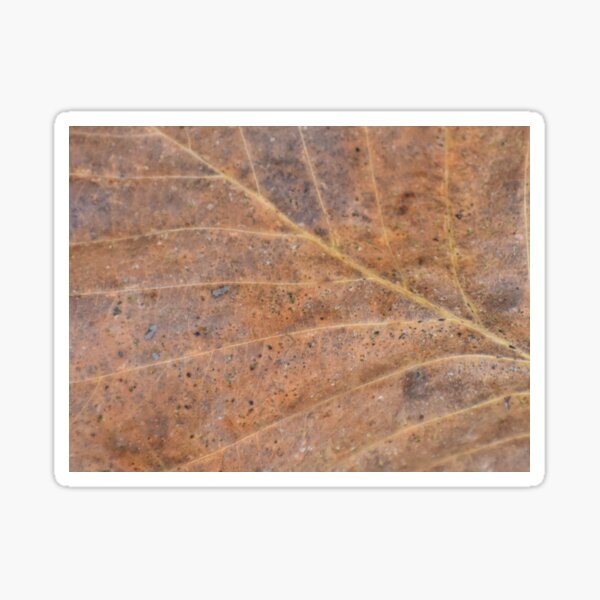 Item preview, Life Lines designed and sold by Tonia Delozier's Photography .