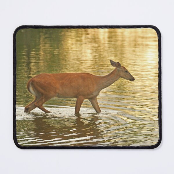 Item preview, Whitetail Deer at Sunset in a Pond designed and sold by PaulKPhoto.