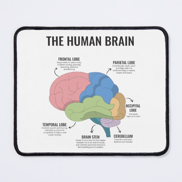 Item preview, The Human Brain Anatomy Mental Health Office Therapy Decor Art Therapist Psychologist Guidance Counselor Corner Trauma designed and sold by Therapy Tools For All.
