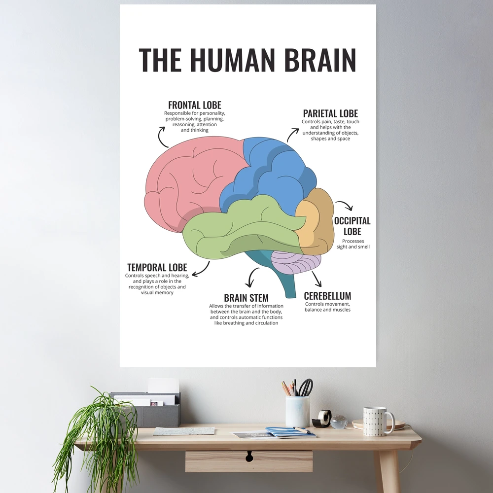 Póster De Anatomía De La Depresión AnatomyStuff - 45x60 Cm, Recursos De Salud Mental, Diagrama Cerebral