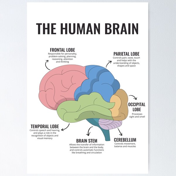 The Human Brain Anatomy Mental Health Office Therapy Decor Art Therapist Psychologist Guidance Counselor Corner Trauma Poster