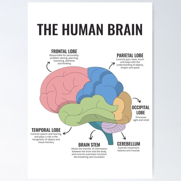 Item preview, The Human Brain Anatomy Mental Health Office Therapy Decor Art Therapist Psychologist Guidance Counselor Corner Trauma designed and sold by Therapy Tools For All.