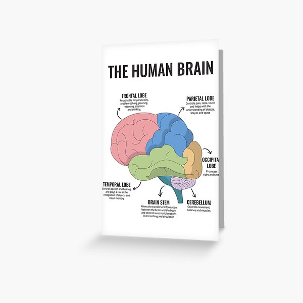 The Human Brain Anatomy Mental Health Office Therapy Decor Art Therapist Psychologist Guidance Counselor Corner Trauma Greeting Card