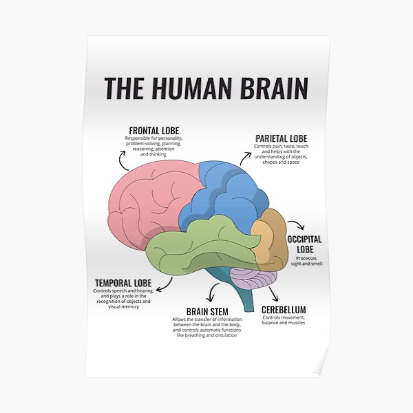 Die Anatomie des menschlichen Gehirns Psychische Gesundheit Büro Therapie Dekor Kunsttherapeut Psychologe Beratung Berater Ecke Trauma Poster