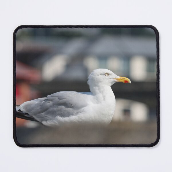 Item preview, Urban gull designed and sold by GreyFeatherPhot.