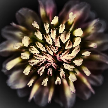Artwork thumbnail, Spring Seeds by ImageEvolution