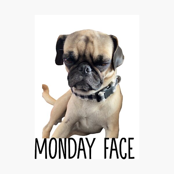 Item preview, PUG MONDAY FACE designed and sold by RoseDesigns87.