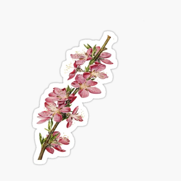 Cherry Blossom Car Gifts  Merchandise for Sale | Redbubble