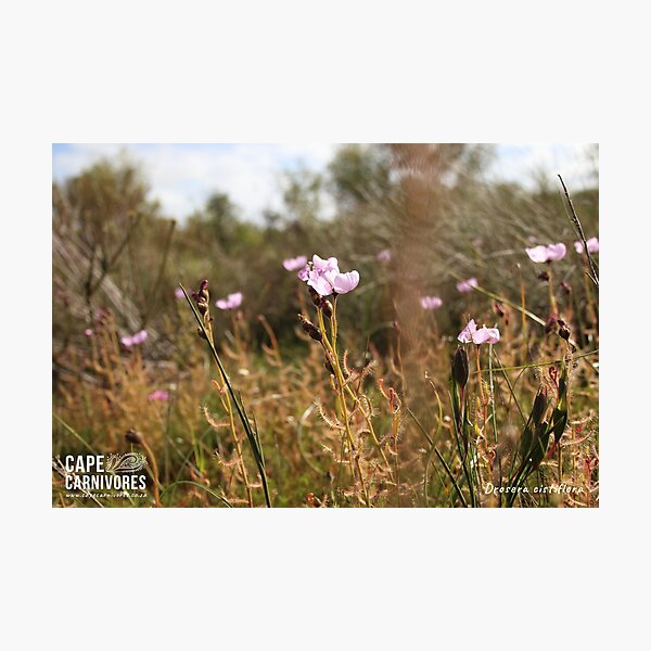 Drosera cistiflora #1 Photographic Print