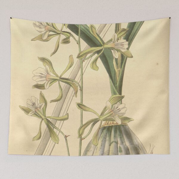 Item preview, Encyclia adenocarpa (as Epidendrum papillosum ) Curtis' 65 (N.S. 12) pl. 3631 (1839) designed and sold by EsotericBotanic.