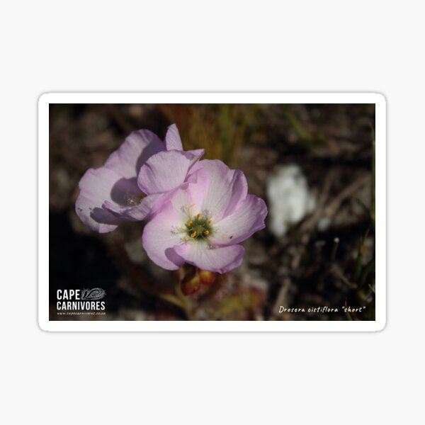 Drosera sp "new short" Glossy Sticker