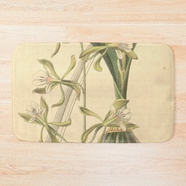 Item preview, Encyclia adenocarpa (as Epidendrum papillosum ) Curtis' 65 (N.S. 12) pl. 3631 (1839) designed and sold by EsotericBotanic.