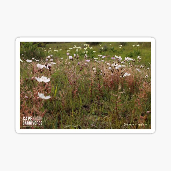 Drosera cistiflora #2 Glossy Sticker