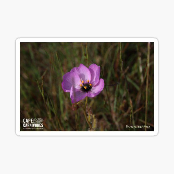 Drosera cistiflora #4 Glossy Sticker