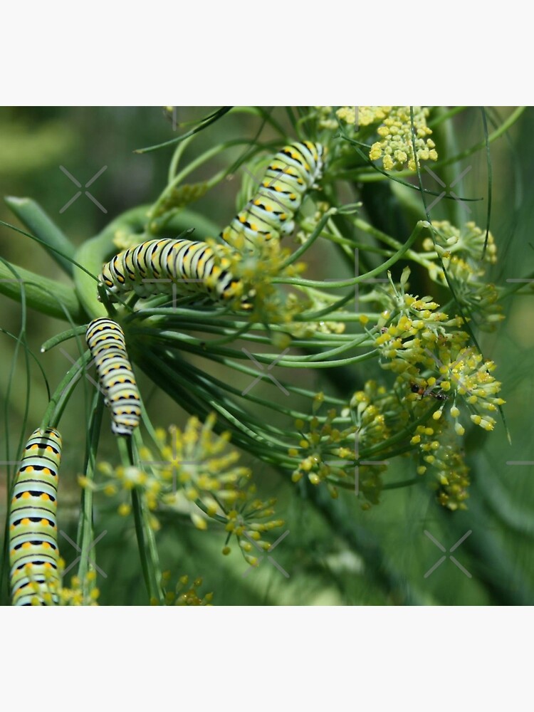 "Black Swallowtail Caterpillars in the Garden" Photographic Print for