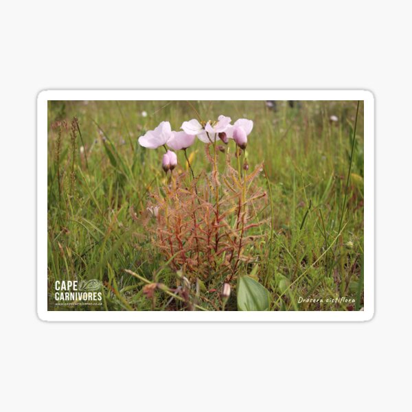 Drosera cistiflora #6 Glossy Sticker