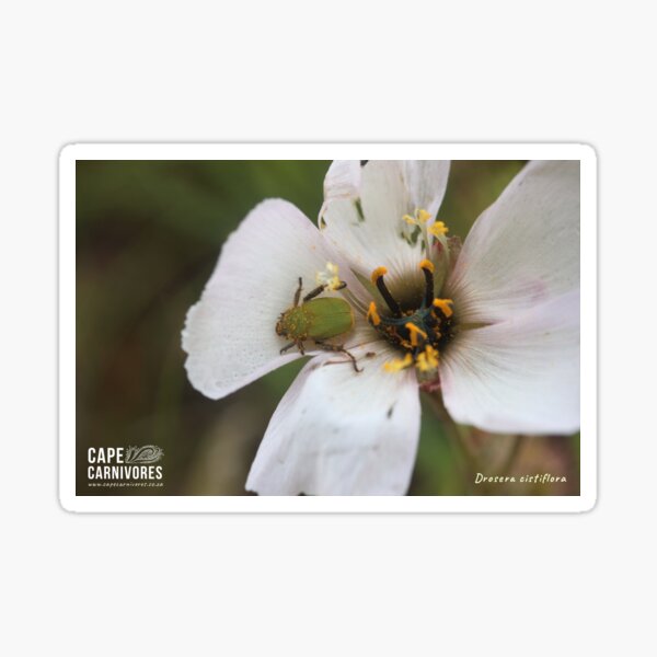 Drosera cistiflora #7 Glossy Sticker