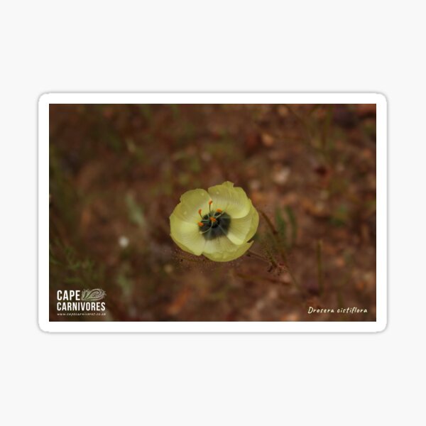 Drosera cistiflora #8 Glossy Sticker
