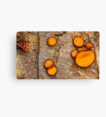 Winnie the pooh Canvas Print