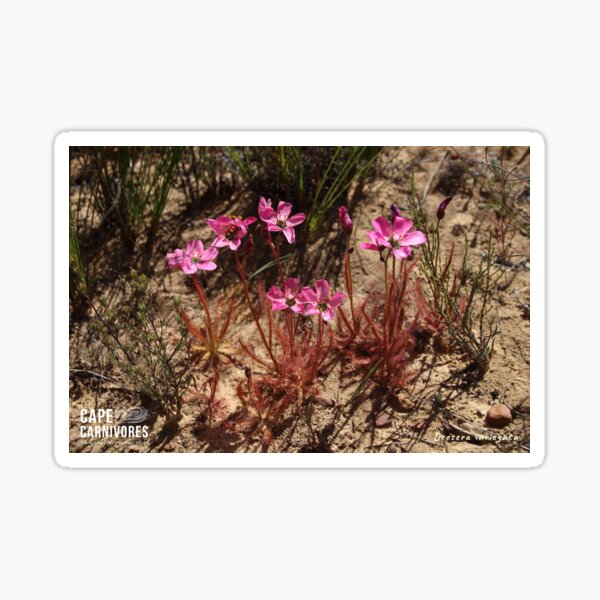 Drosera variegata #1 Glossy Sticker