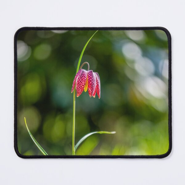 Item preview, Single Snake's head fritillary growing in meadow designed and sold by sgrphotography.