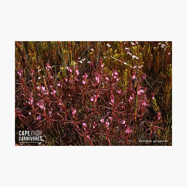 Roridula dentata #2 Photographic Print