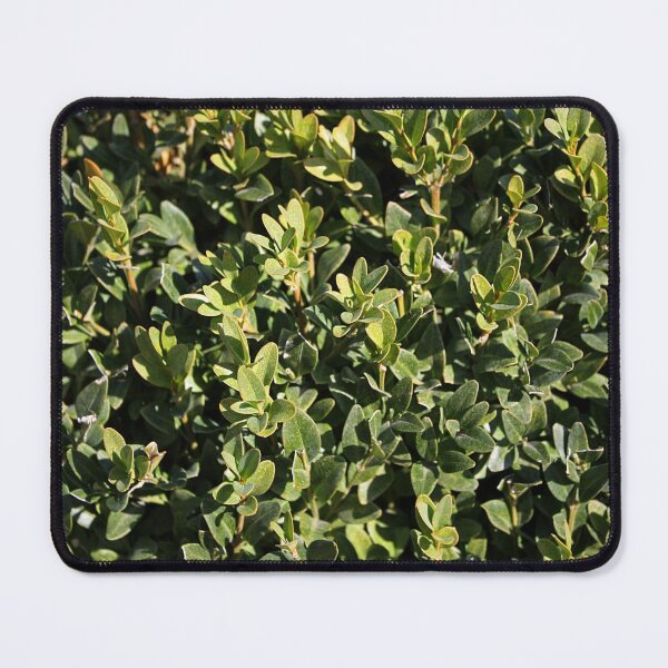 Item preview, Boxwood Shrub Leaves designed and sold by Asaha17.