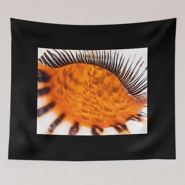 Item preview, Mesmerizing sea shell designed and sold by Lyl Dil Creations.
