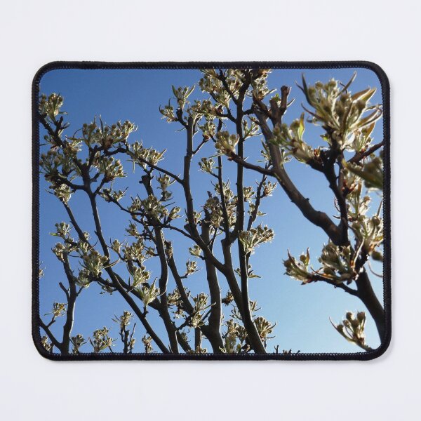 Item preview, Pear tree in bud designed and sold by paulboizot.