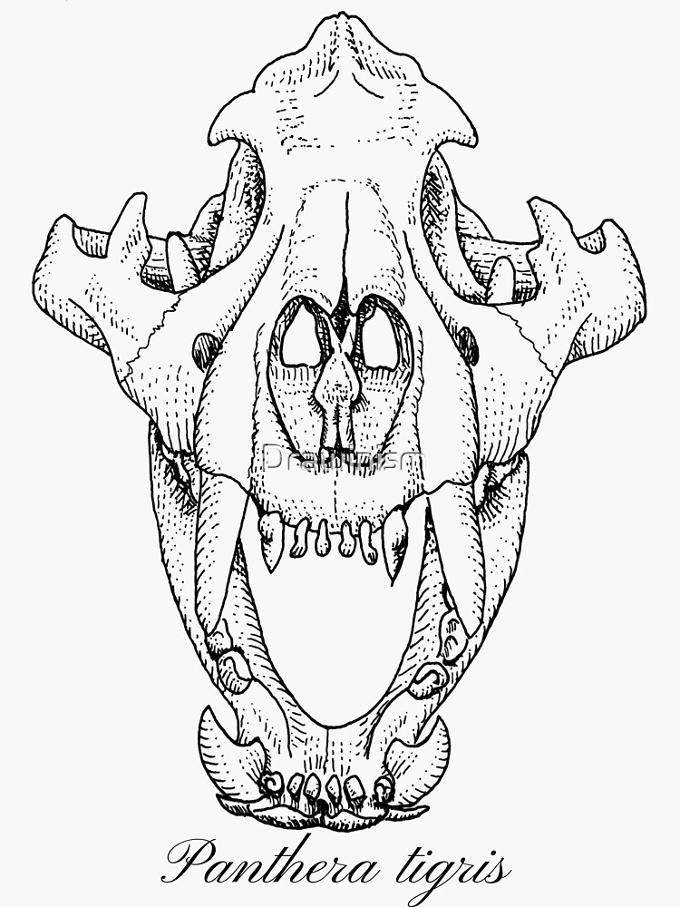 "Tiger skull in pen and ink" Sticker for Sale by Drawinism | Redbubble
