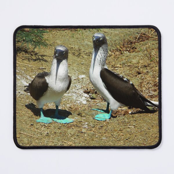 Item preview, Blue footed boobies designed and sold by Javier Narváez Solarte.