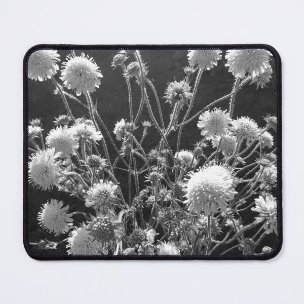 Item preview, Scabious in flower, York (monochrome) designed and sold by paulboizot.