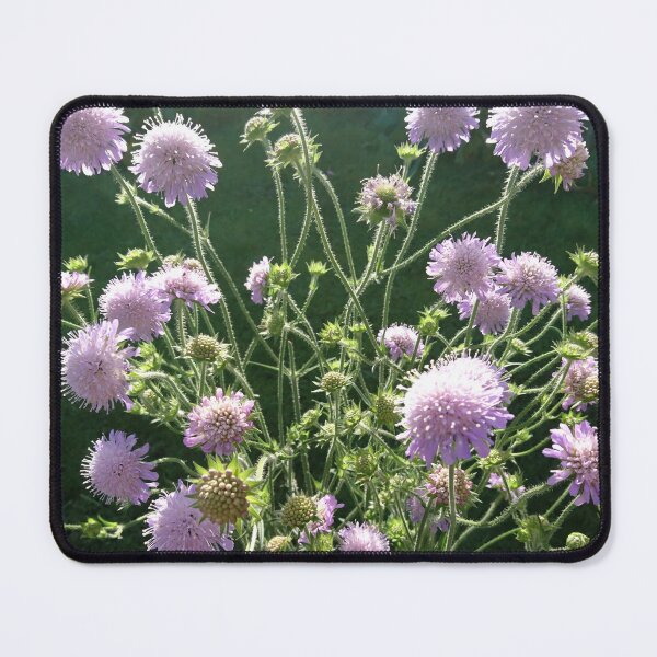 Item preview, Scabious in flower, York designed and sold by paulboizot.