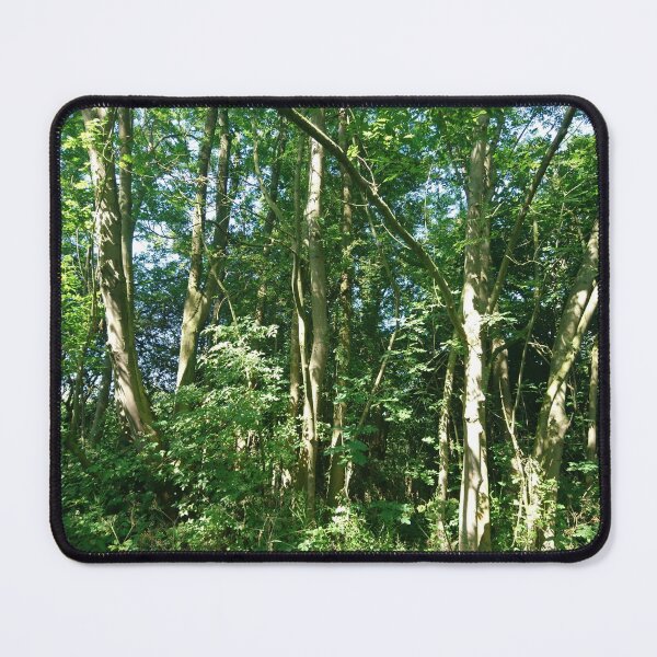 Item preview, Sunlight on tree trunks, Hob Moor, York designed and sold by paulboizot.