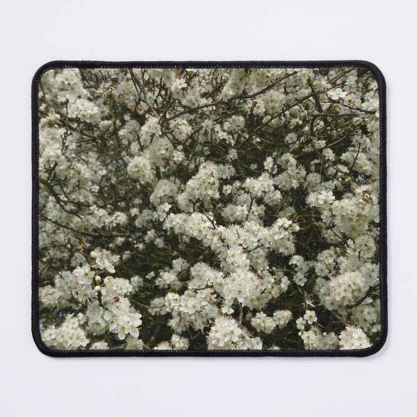 Item preview, Blackthorn in flower (vertical) designed and sold by paulboizot.
