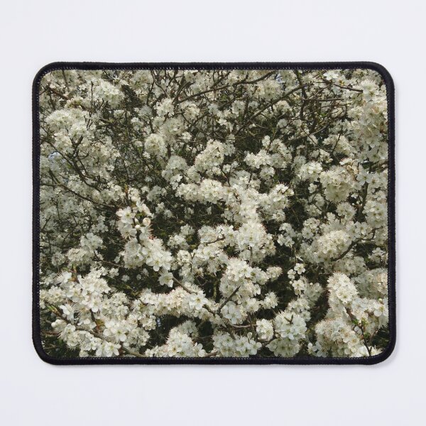 Item preview, Blackthorn in flower (horizontal) designed and sold by paulboizot.
