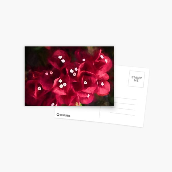 Red Bougainvillea Flowers Postcard