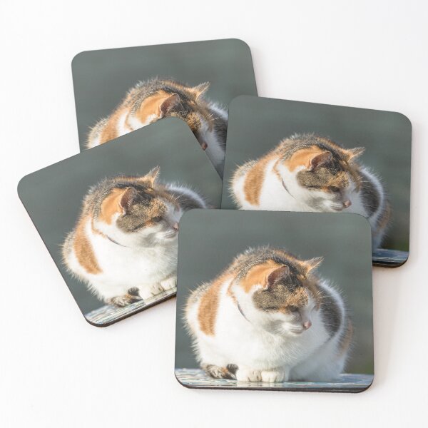 Item preview, Cat Portrait designed and sold by Jane Stanley Photography.