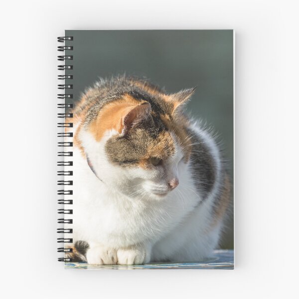 Item preview, Cat Portrait designed and sold by Jane Stanley Photography.