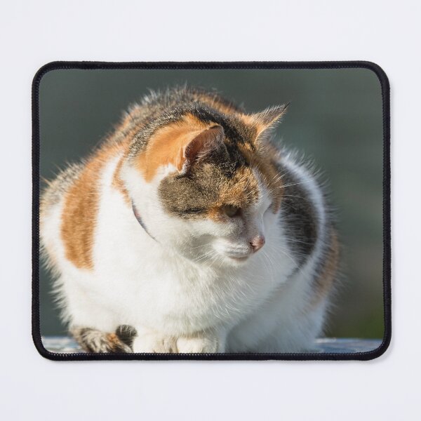 Item preview, Cat Portrait designed and sold by Jane Stanley Photography.
