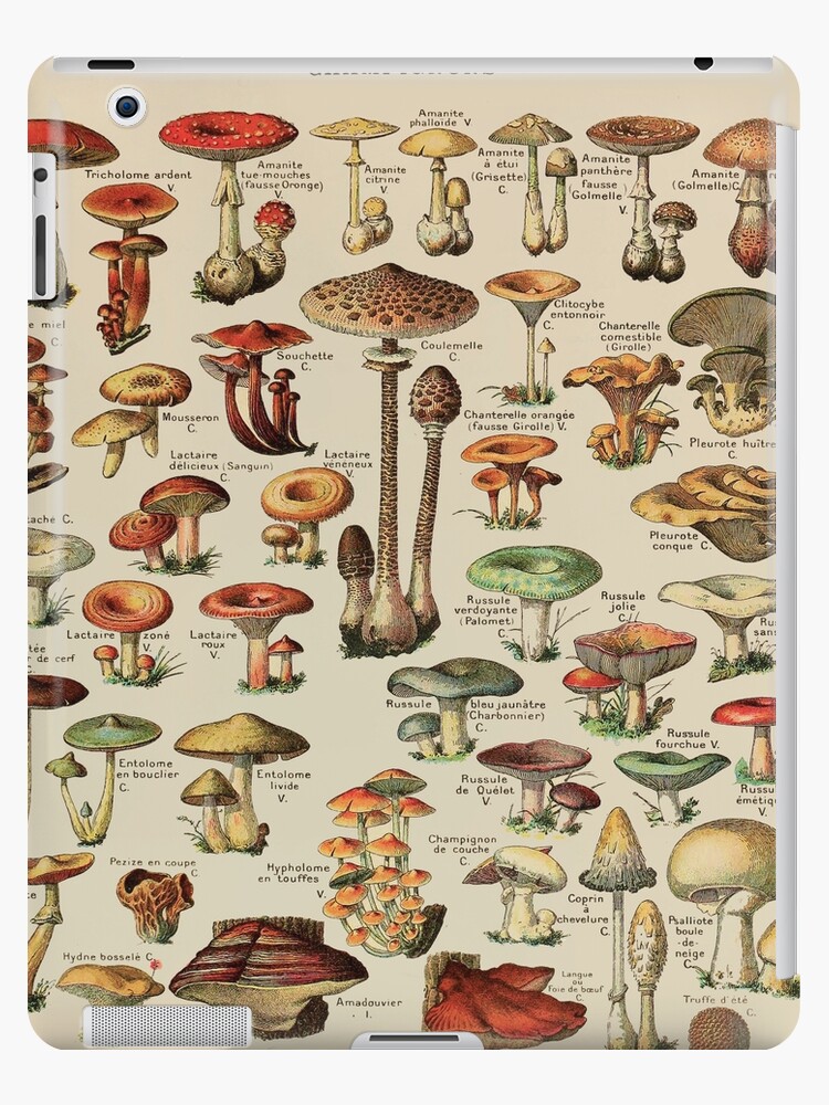 Vintage Edible Mushroom Chart Wrapping Paper