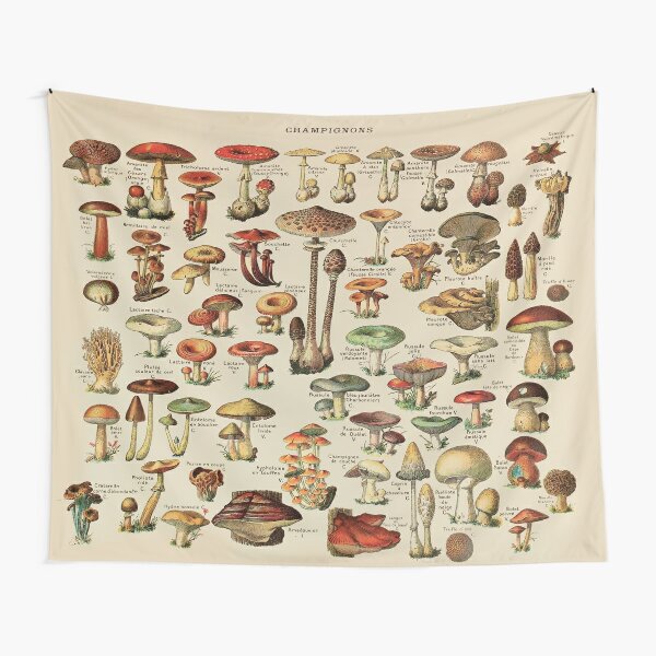 Mushroom Chart Merch & Gifts for Sale | Redbubble