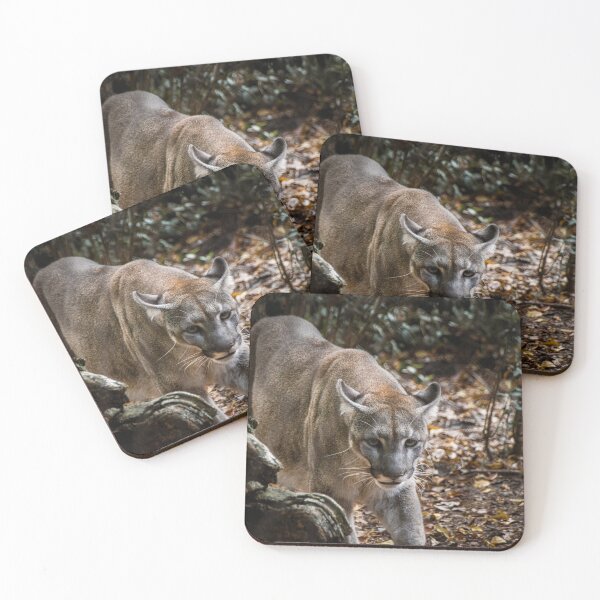 Item preview, Florida Panther designed and sold by madisonmuir5.