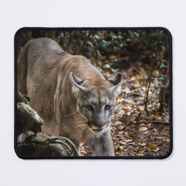 Item preview, Florida Panther designed and sold by madisonmuir5.