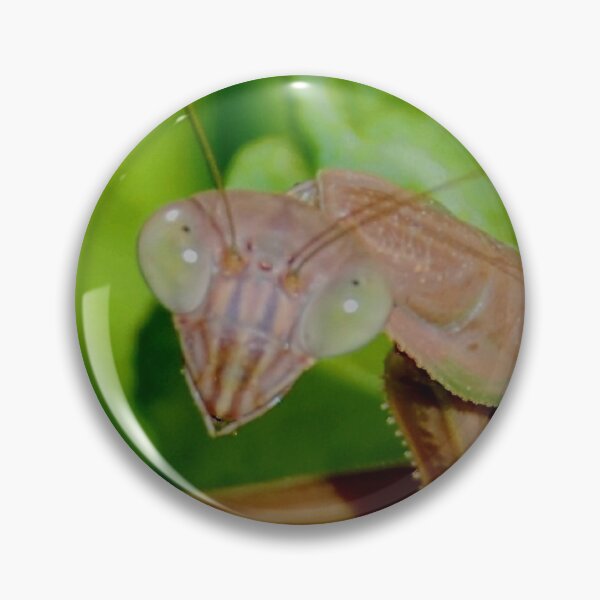 Item preview, MANTODEA, MANTIDAE, MANTIS C2021 Steve Yellowbear Fine Photographic Art designed and sold by SteveYellowbear.