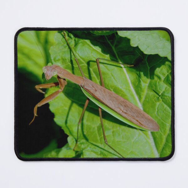 Item preview, MANTODEA, MANTIDAE, MANTIS C2021 Steve Yellowbear Fine Photographic Art designed and sold by SteveYellowbear.