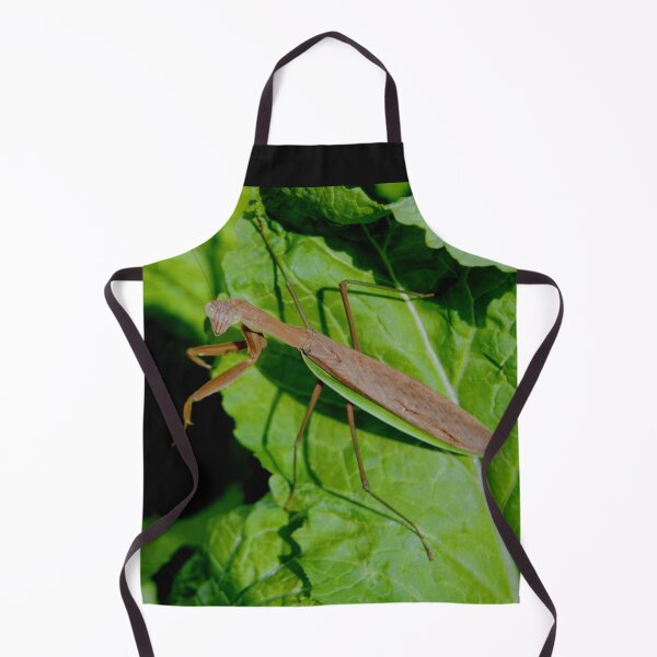 Item preview, MANTODEA, MANTIDAE, MANTIS C2021 Steve Yellowbear Fine Photographic Art designed and sold by SteveYellowbear.